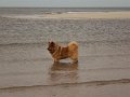 sylt (24)